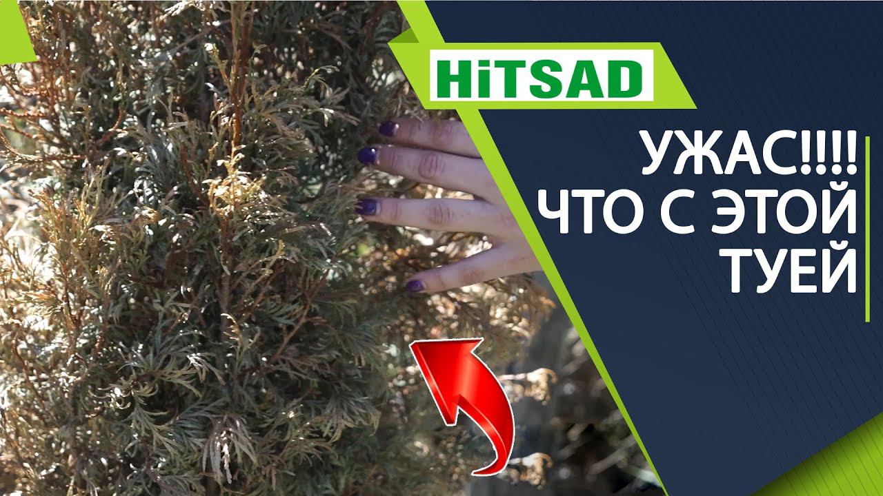 Что делать если туя умирает  Туя желтеет