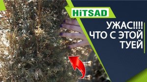 Что делать если туя умирает Туя желтеет