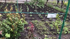 Формировка высокого штамба на арке (виноград)