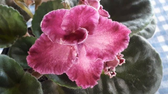 Sassy Sadie, African violet bloom of the day. Violette africaine, fleur du jour смотреть онлайн