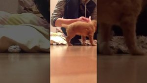 английский кокер спаниель Дрессировка