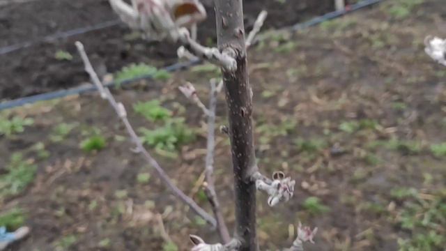 ⚡НЕ пропусти обработку деревьев по Зеленому конусу🍒🍐🍎 смотреть онлайн