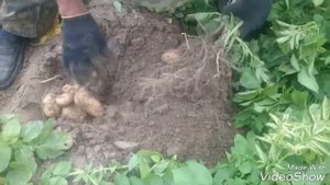 Крестьянское Хозяйство Темп ЗСА контрольный отбор образцов картофеля 03.08.2016