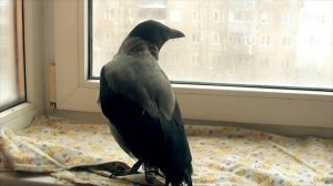 Ворона поёт и дразнит котиков