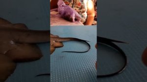 Морской скат укол шипом