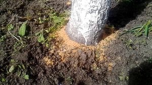 Отличное средство против муравьев Боверин