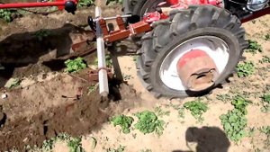 Окучивание картофеля посаженного сразу в гребни