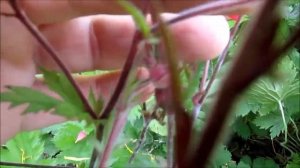 Гравилат  Райвал Флеймс оф Пешн