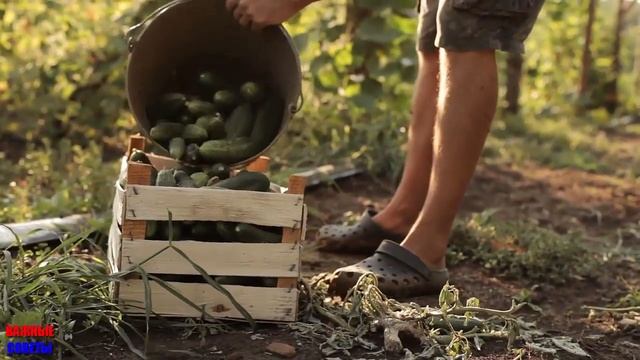СРОЧНО ДАЙТЕ ОГУРЦАМ В ИЮЛЕ ЙОД! ОГУРЦЫ БОЛЕТЬ НЕ БУДУТ! Результат Потрясающий! смотреть онлайн