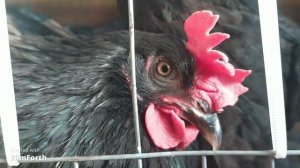 Жара в курятнике, или как мы кондиционер в птичий домик устанавливали