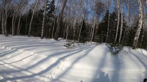 На лыжах по лесу. ВЛОГ