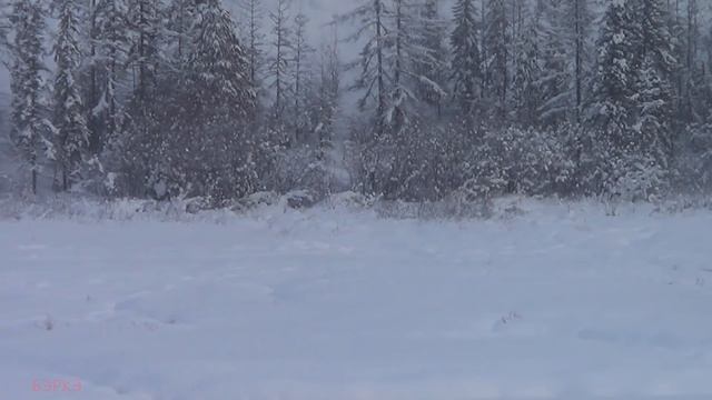 По дороге на базу. Соболь. Косули. смотреть онлайн