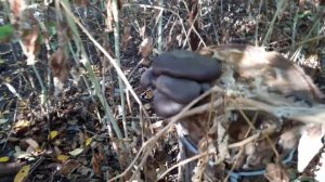 Грибы Вешенки на пнях