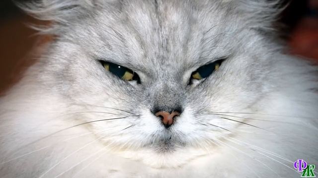 Говорящий КОТ 58 «Кто вы? Отвечайте немедленно!» - взревел Вождь. Кот и Мрак были окружены воинами смотреть онлайн