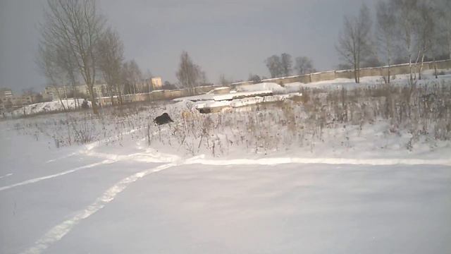 4 2 март 2018 Чау чау , берн и Прекрасная зимняя погода весной + смотреть онлайн