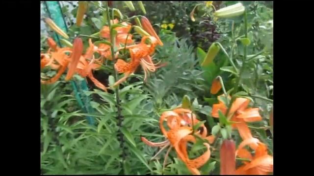 Мои садовые цветы. Сад летом. смотреть онлайн