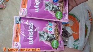 Покупки для котёнка Кузи. Что нужно для котёнка?