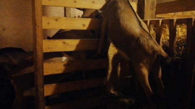 Козлята? Молоко? Молочные Продукты? // На Чем Зарабатывать Козоводу // С.Х.У смотреть онлайн