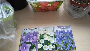 Платикодон.Проблемы при выращивании рассады.