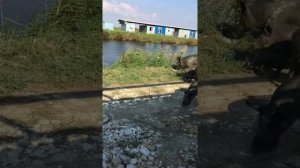 Кабаны на даче. Спасаем огород!!!