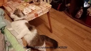 Смотреть видео смешное кошки Муча Пуча.mp4