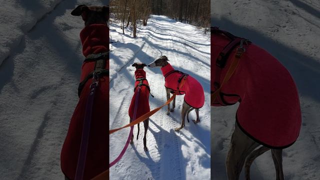 Perfect Winter Day with whippets #whippet #dogs #pets #собака #animals #winter #forest #funnydogs