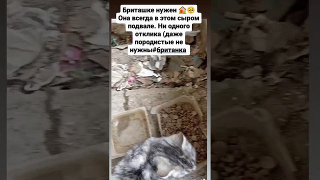 #help #животные #нужнапомощь #donatepay #cat #helpanimals