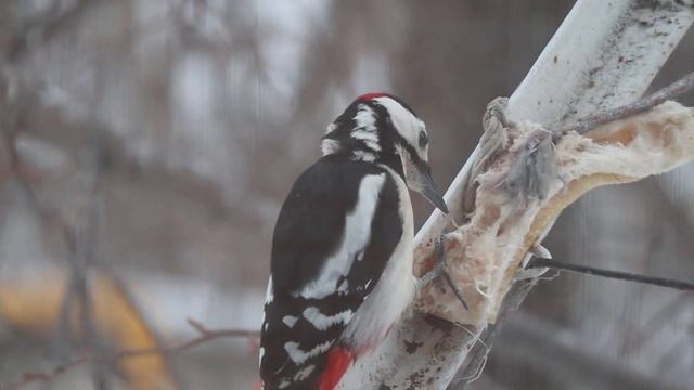 Дятел пестрый большой смотреть онлайн