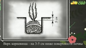 Посадка флокса - как правильно посадить флоксы