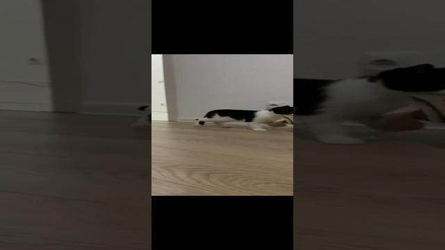 Кот блогер собирает вещи и уходит из дома