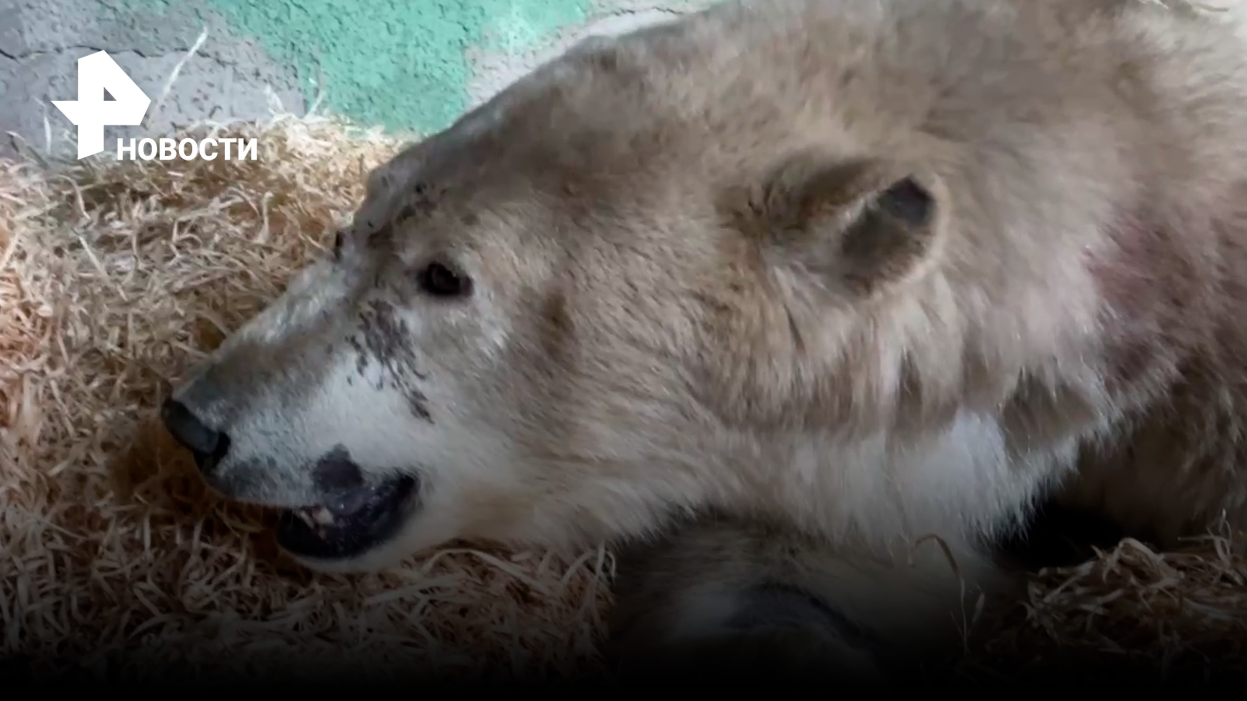 Раненый белый медведь из Диксона пошел на поправку / РЕН Новости