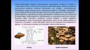 Питание бактерий и грибов.Биология 6 класс