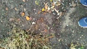 Чем удобрить землю осенью