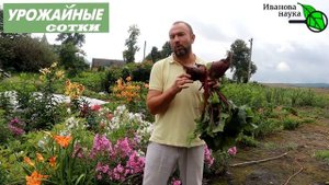 Подкормка свеклы на сладость без черноты и парши! Простой и эффективный рецепт!
