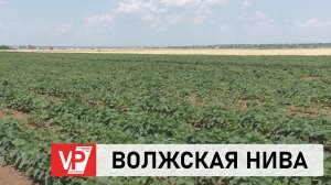 В ВОЛГОГРАДЕ ПРОШЕЛ ЗАКЛЮЧИТЕЛЬНЫЙ В ЭТОМ СЕЗОНЕ ДЕНЬ ПОЛЯ