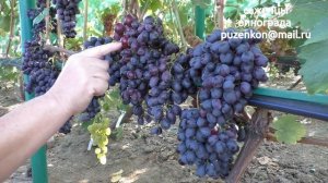 Краса Никополя - ультраранний виноград, участок Пузенко Натальи Лариасовны