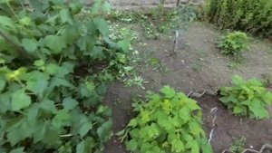 Обрезка вишни летом. Формировка на урожай.