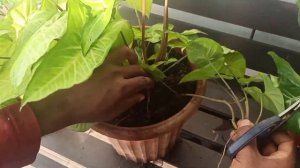 The Differences Between Syngonium And Caladium | Plant Identification