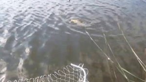 на оз  Брынь