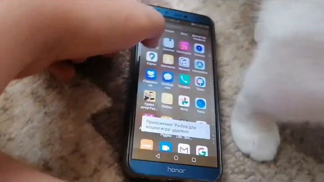 Общаюсь с котом через кошачий переводчик