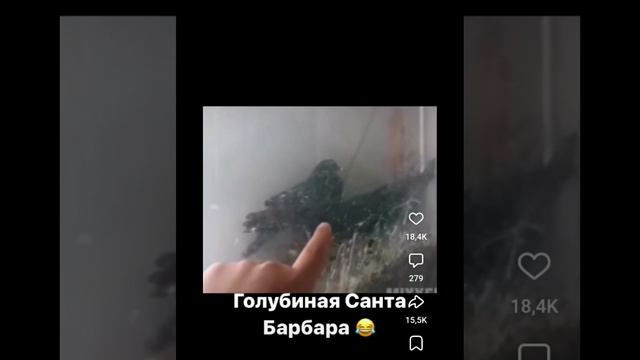 Голубиная санта барбара. Присутствует нецензурная лексика. Видео от подписчика