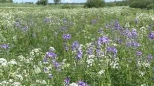 Лекарственное и медоносное растение синюха голубая