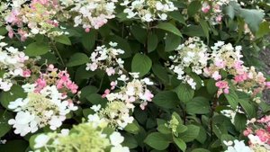 Little Quick Fire Hydrangea