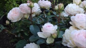 Rose Stephanie Baronin zu Guttenberg | Tantau | Rosenvideo | gartenfein [HD]