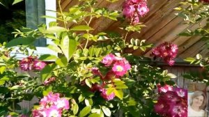 Роза Перенниал Блю. Rosa Perennial Blue
