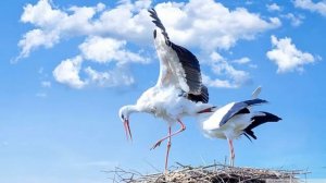Старшая группа Какие птицы улетают на юг осенью
