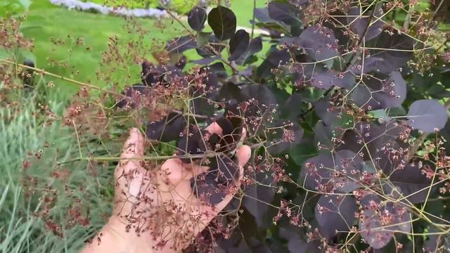 🌸 What’s Blooming in May - Y Garden 🌸 смотреть онлайн