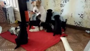 Щенки Ягдтерьера +фокстерьер