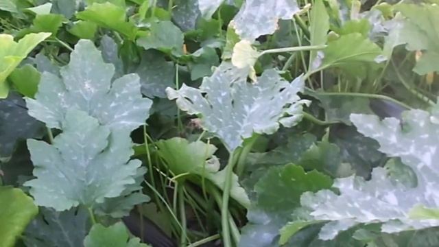 Выращивание и уход за кабачками и патиссонами на приусадебном участке.