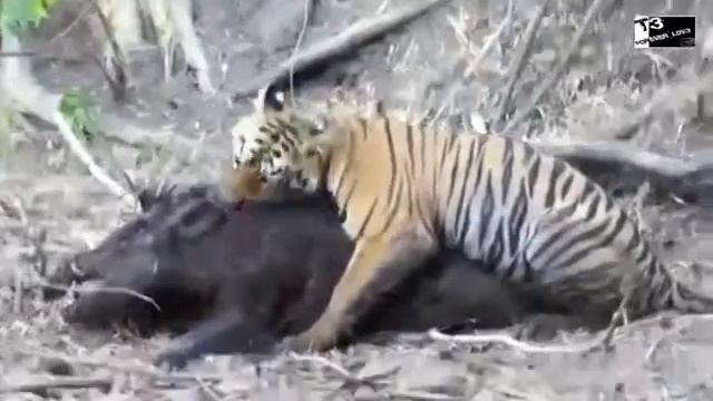 Животный мир Тигр, охотящийся на дикого кабана смотреть онлайн